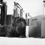 Roosevelt Dog Fala