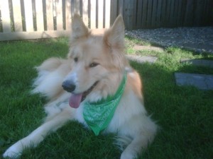 Bartin cooling collar