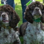 Freckles and His Friend2
