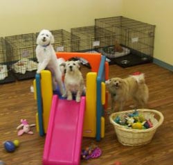 Animal Daycare