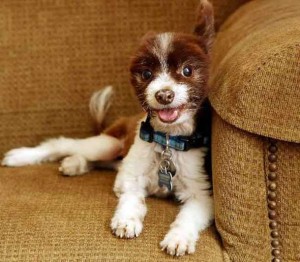 Bart the Dumpster Dog Hall of Fame