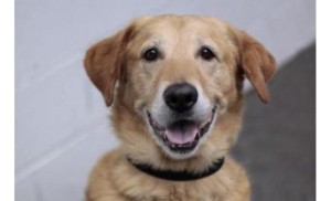 Seattle Humane