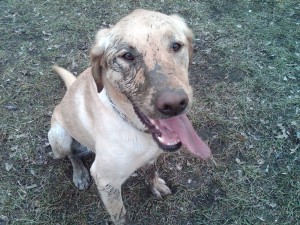 Bart the Dumpster Dog
