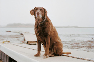 livesDOGS-slide-4H1Z-custom1