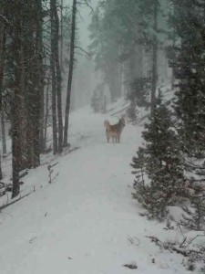 doggies in the snow