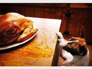 Dogs and Thanksgiving
