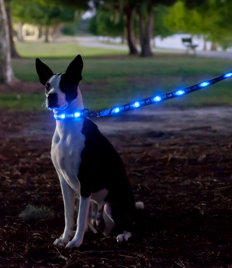 Dog E Glow