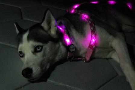 Dog E Glow