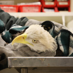 MU Eagle 2