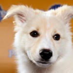 Puppy Bowl