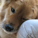 Pet rescue