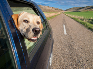 Pet travel
