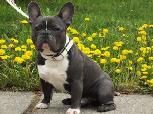 dog-736511_1280