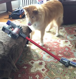 Dyson Dog