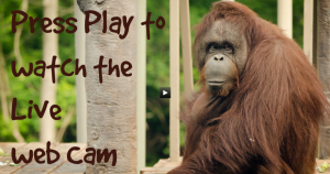 animal cam