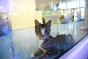 animal shelters