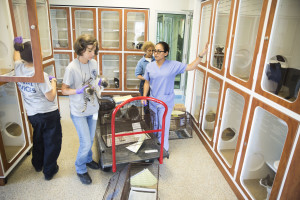 animal shelters