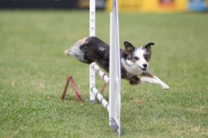Incredible Dog Challenge