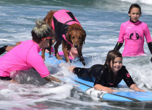 surf dog