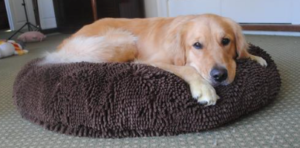 dogbed
