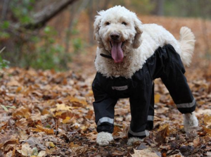 dogpants