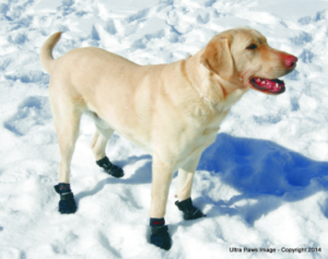 dogshoes
