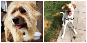 Duchess and Jack