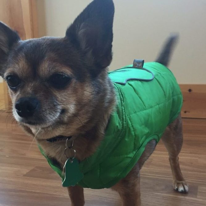 Dog Jackets