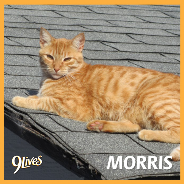 Morris the Cat