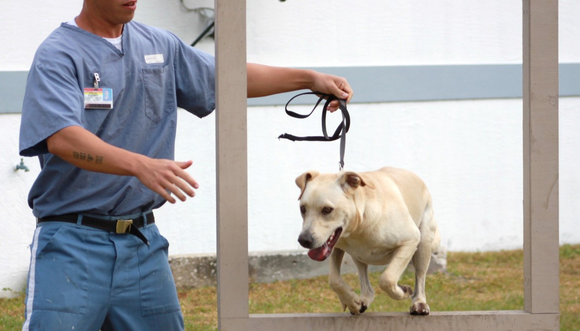 shelter dogs