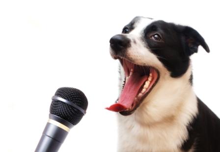 pet podcast