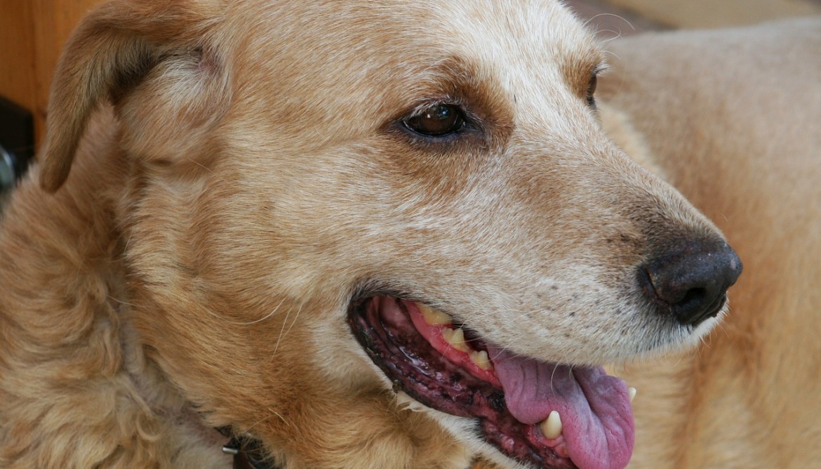 senior pet