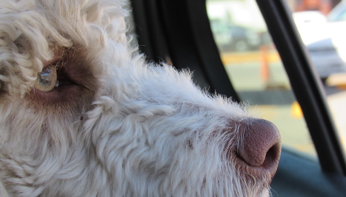dog in a hot car