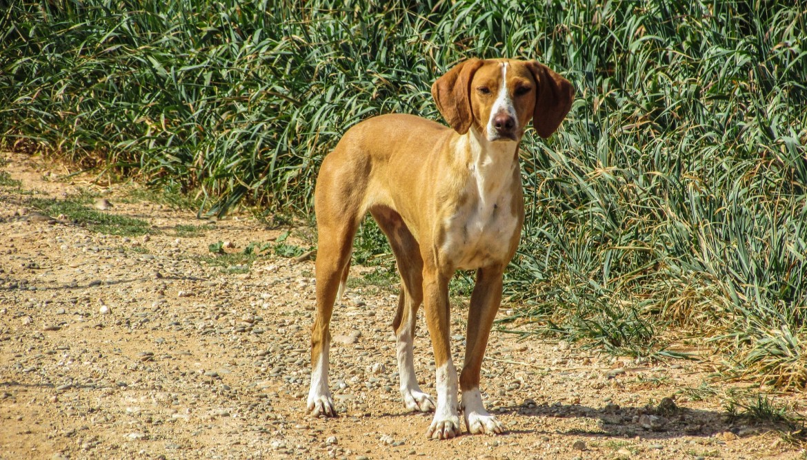 stray dog