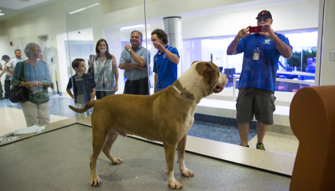 animal shelters