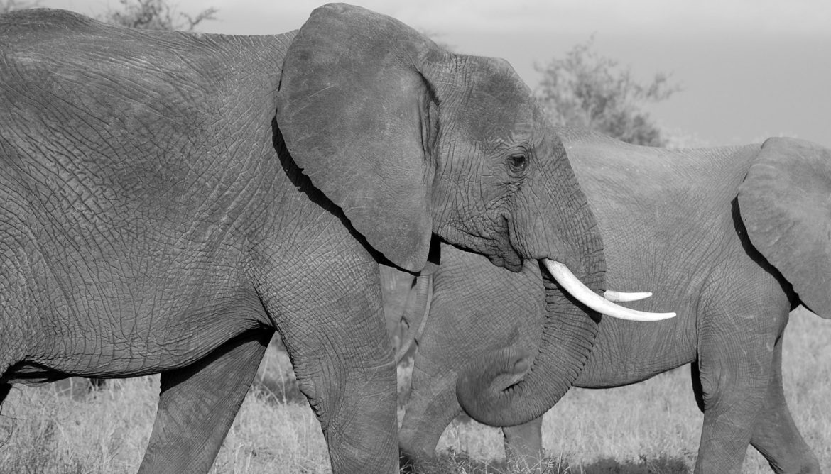 elephant rescue
