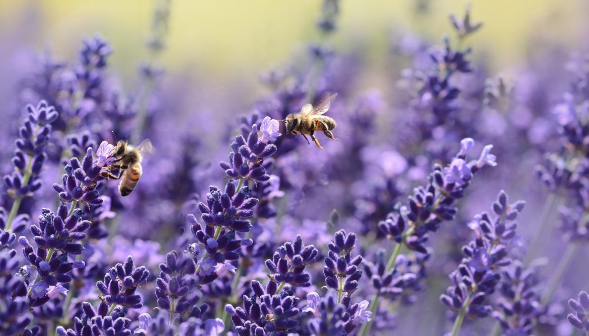 dogs and bees