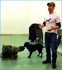 dog training