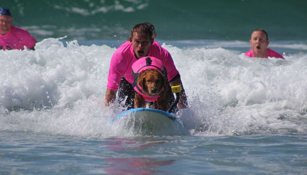 surf dog