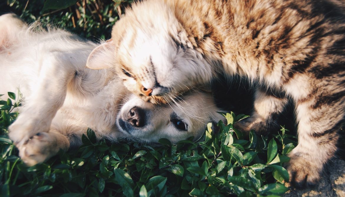 Joining Pet Families