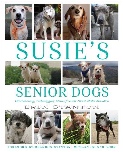 senior dogs