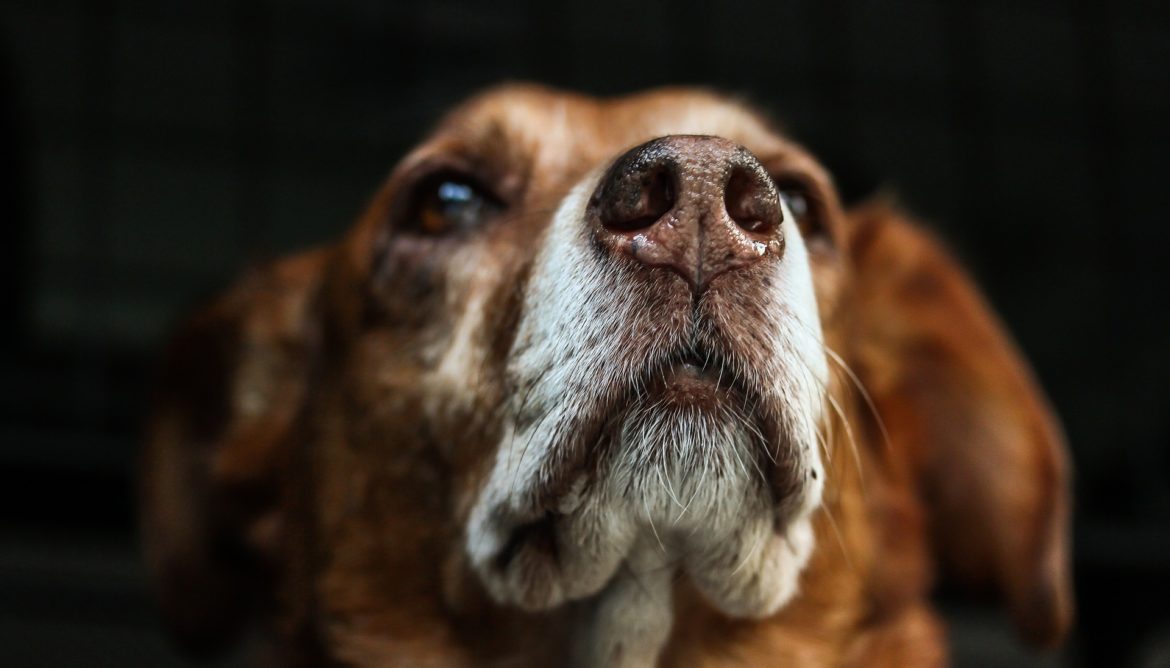 senior pet