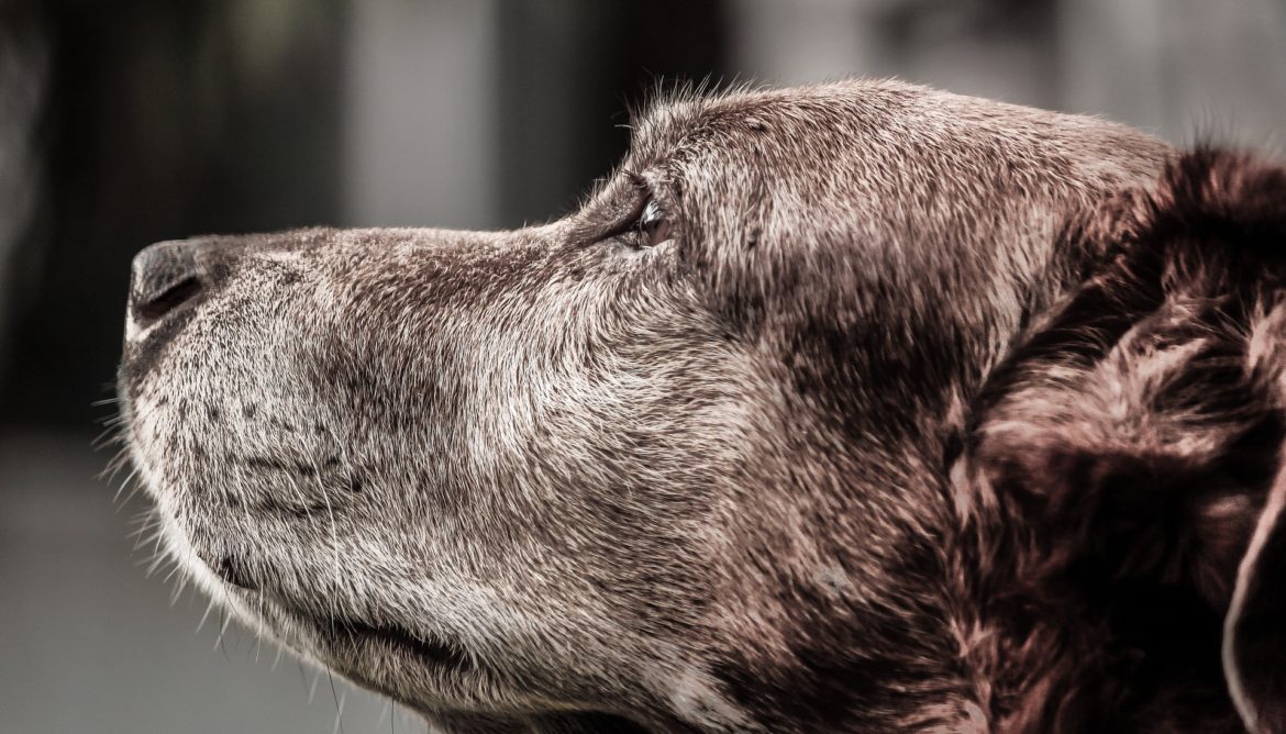 senior pet