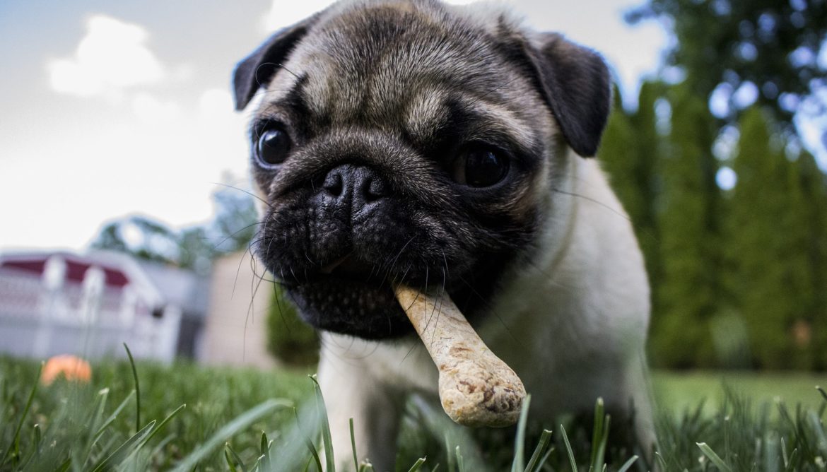 dog bones