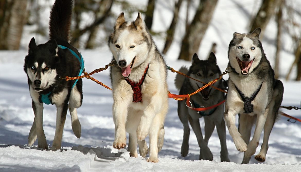 Protecting Dog Paws