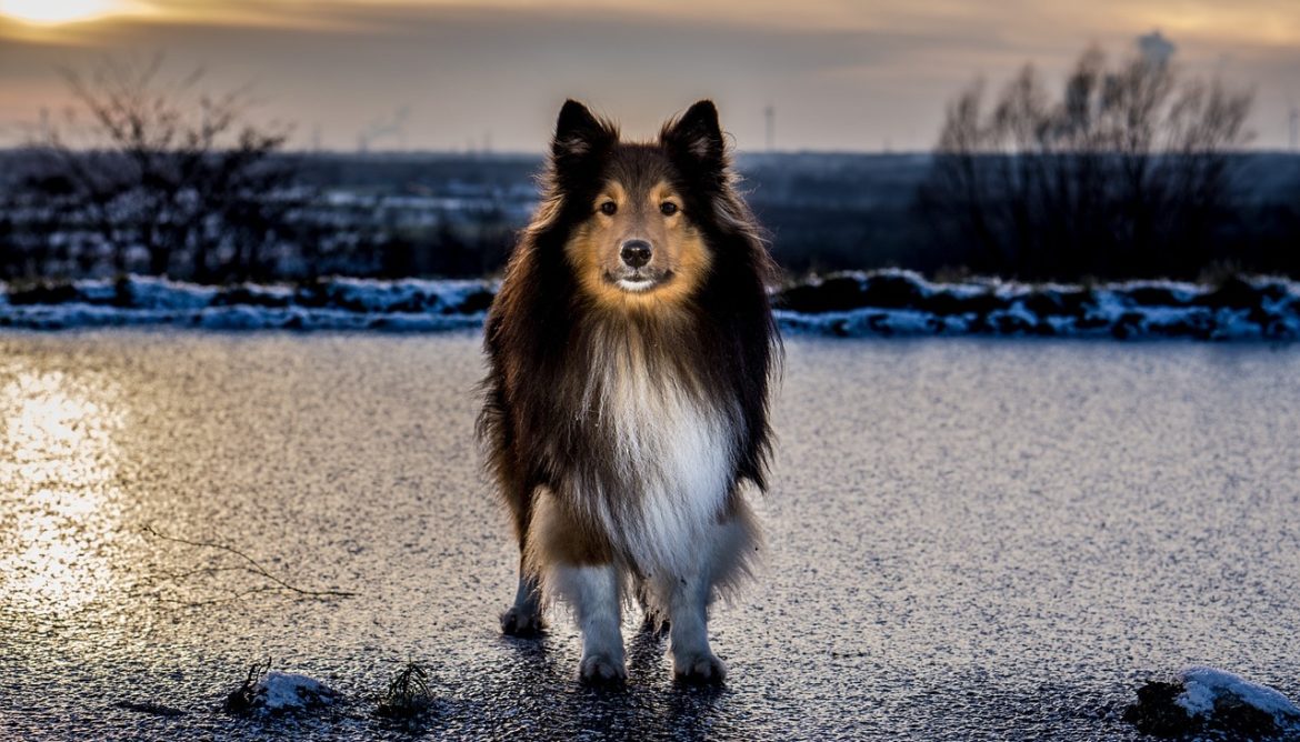 Pet Safe Ice Melt