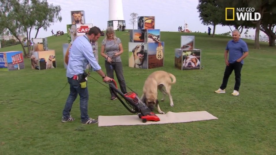 Cesar Millan's Dog Nation