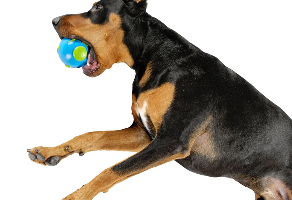made in the usa pet products