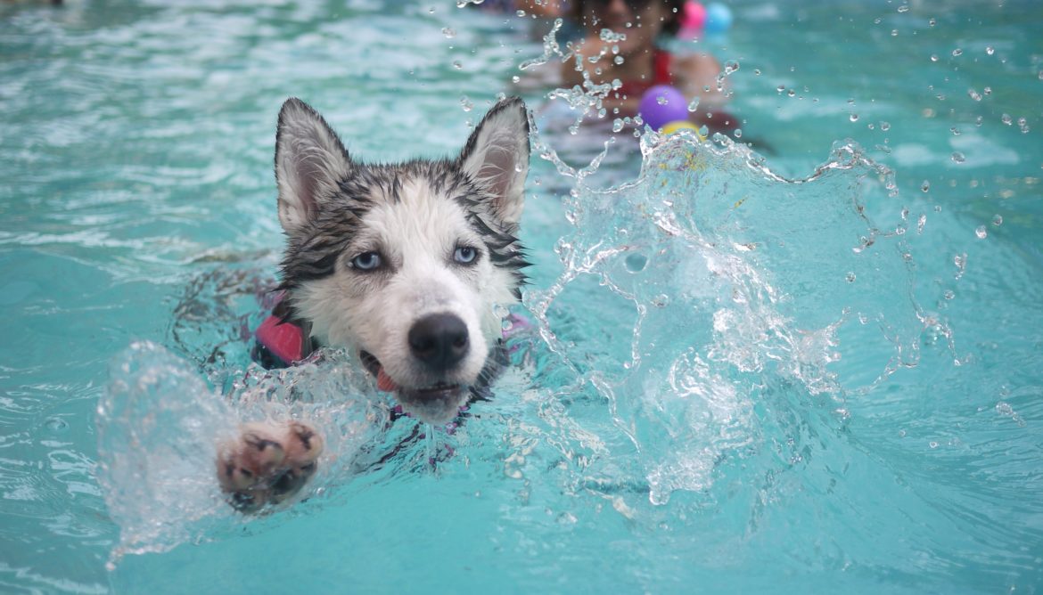 Dog-Friendly Sports