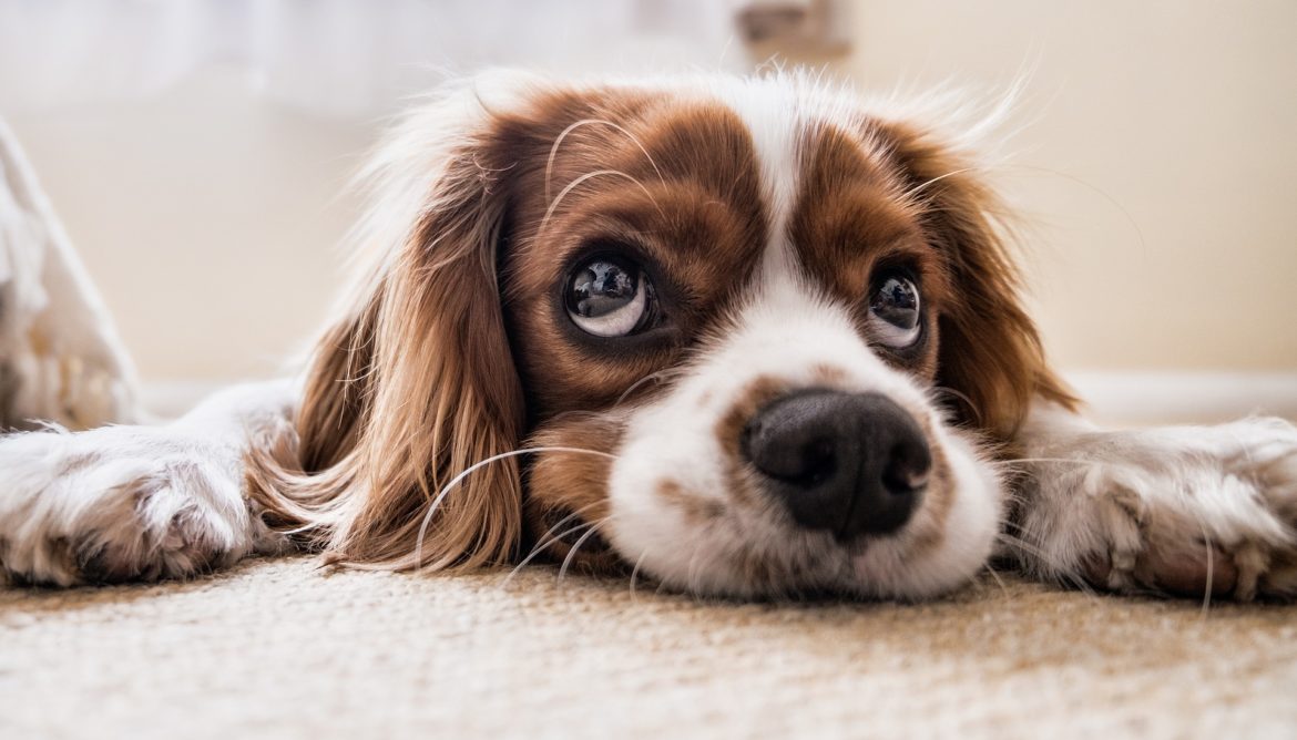 pet diabetes